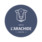 Genética L'Arachide