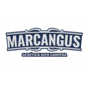 Marcangus